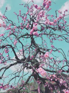 アートっぽい個性的なイメージの写真(スマホカメラ)