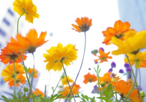 写真の撮り方-コツ【 「花を撮影するときのコツ」 】