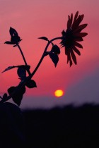 saita_dsc_6847-1-140x210