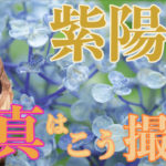 紫陽花写真の撮り方テクニック!『カメラ初心者必見』_【写真家】橘田龍馬_クリップオンストロボ・GODOX V1 【撮影風景】