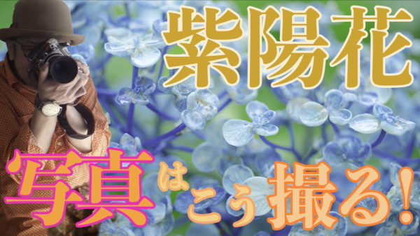 紫陽花写真の撮り方_花の撮り方